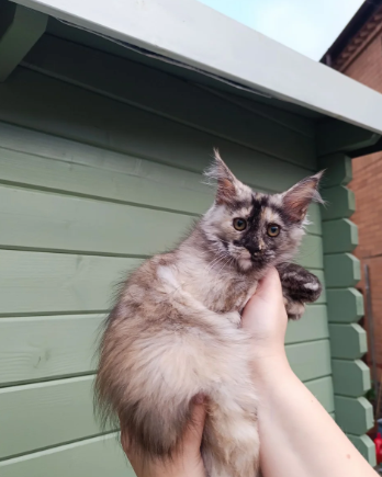 Stunning Champion-Line Maine Coons image 8