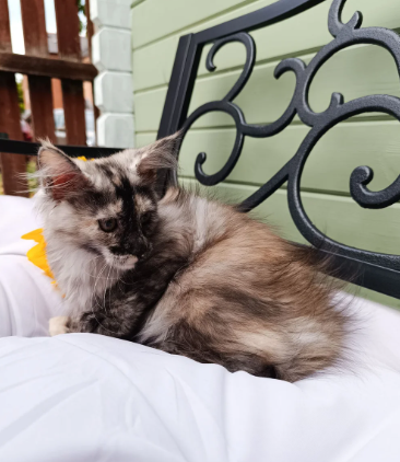 Stunning Champion-Line Maine Coons image 1