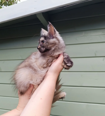 Stunning Champion-Line Maine Coons image 2