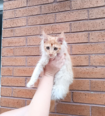 Stunning Champion-Line Maine Coons image 3