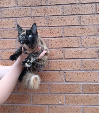 Stunning Champion-Line Maine Coons image 5