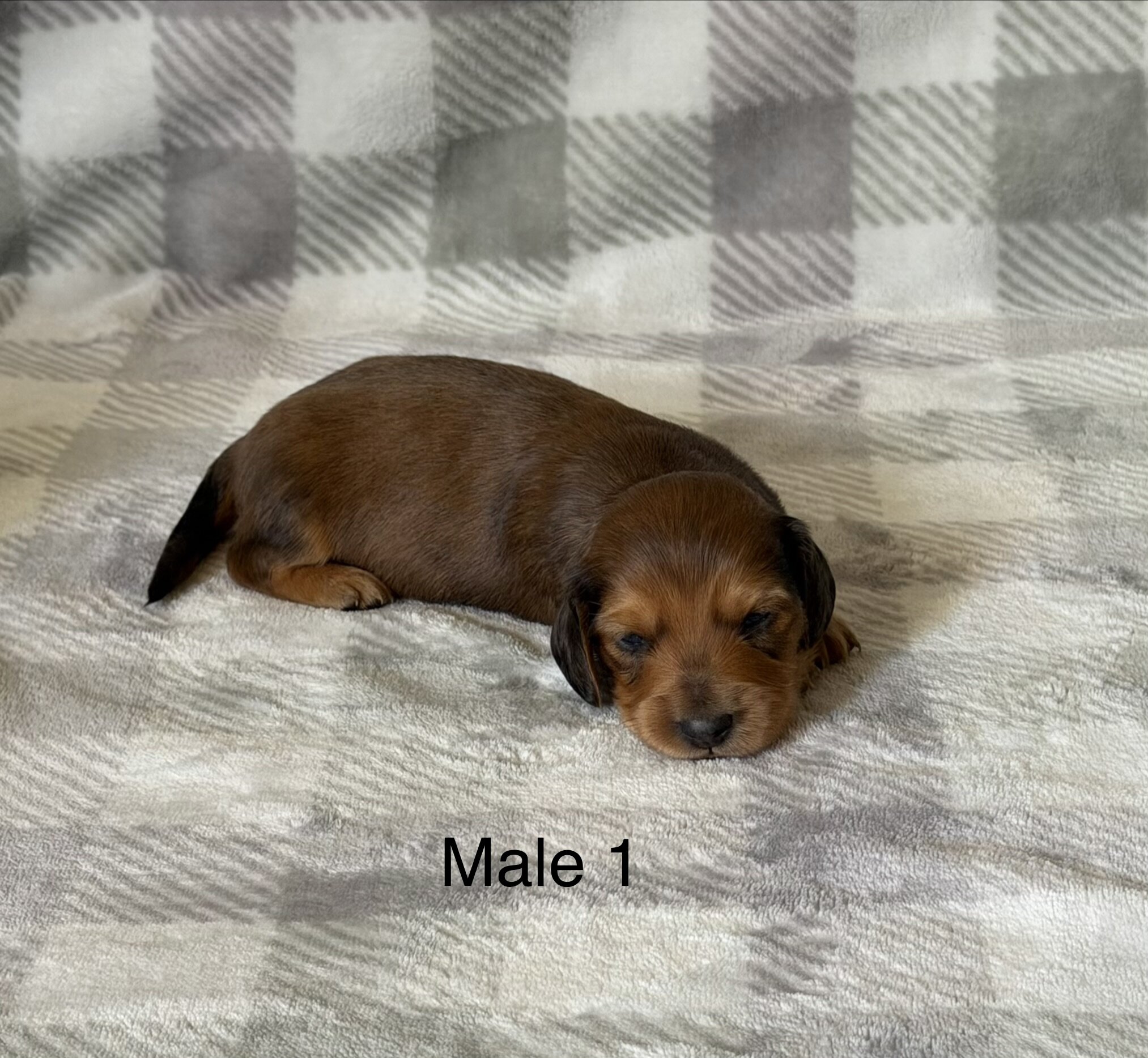 mini dachshunds image 4