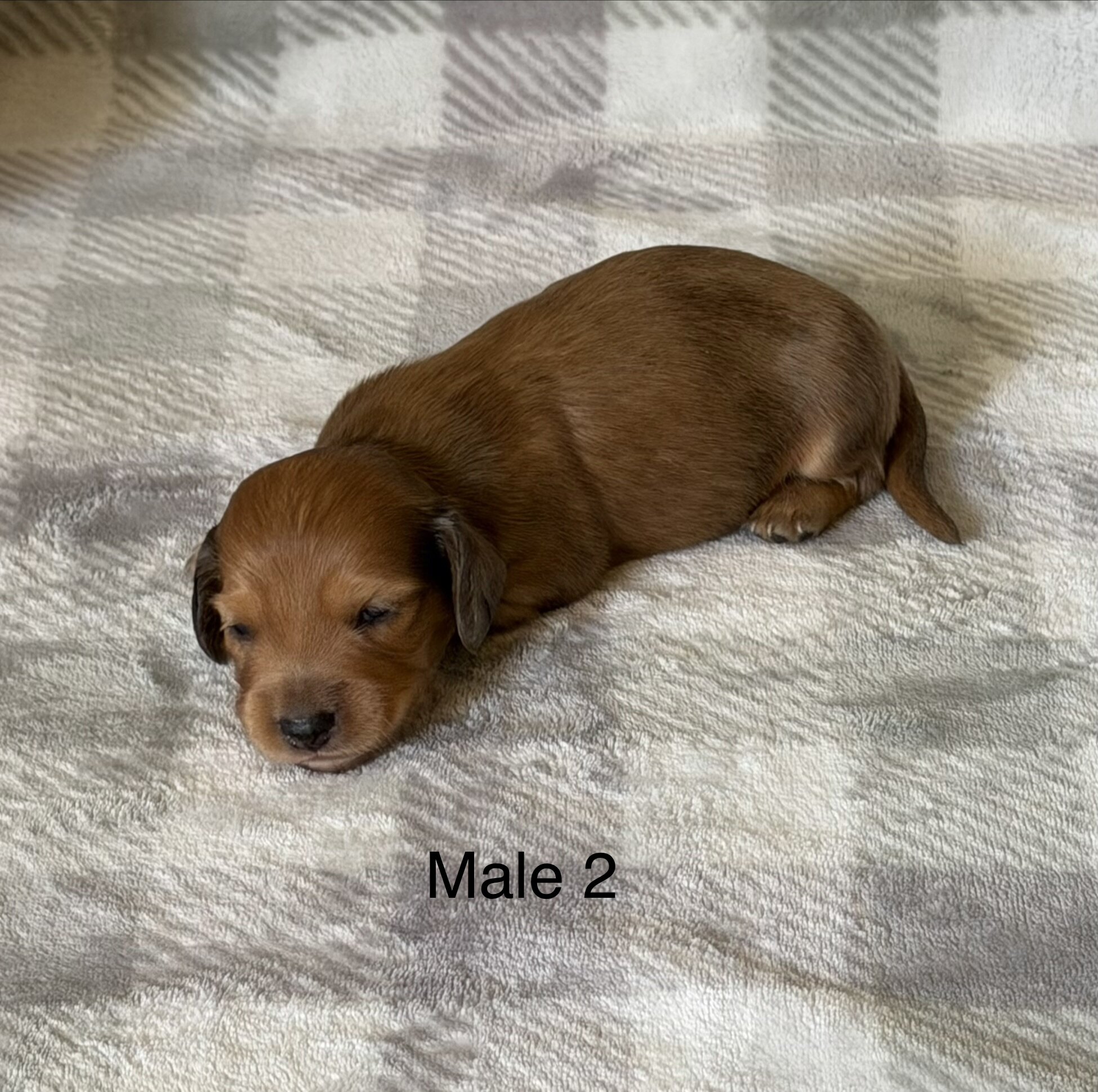 mini dachshunds image 3