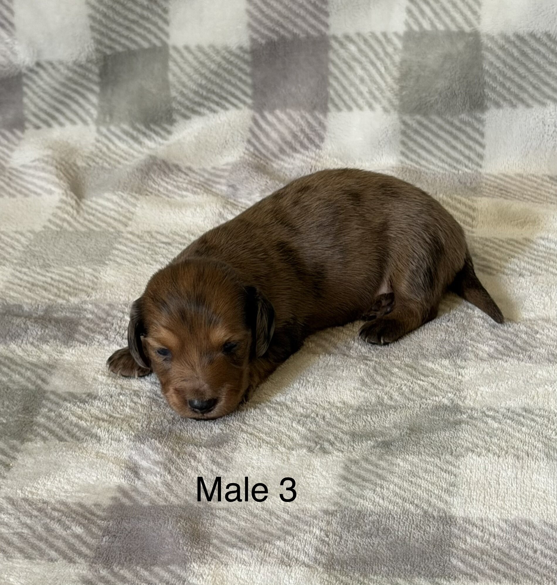 mini dachshunds image 2