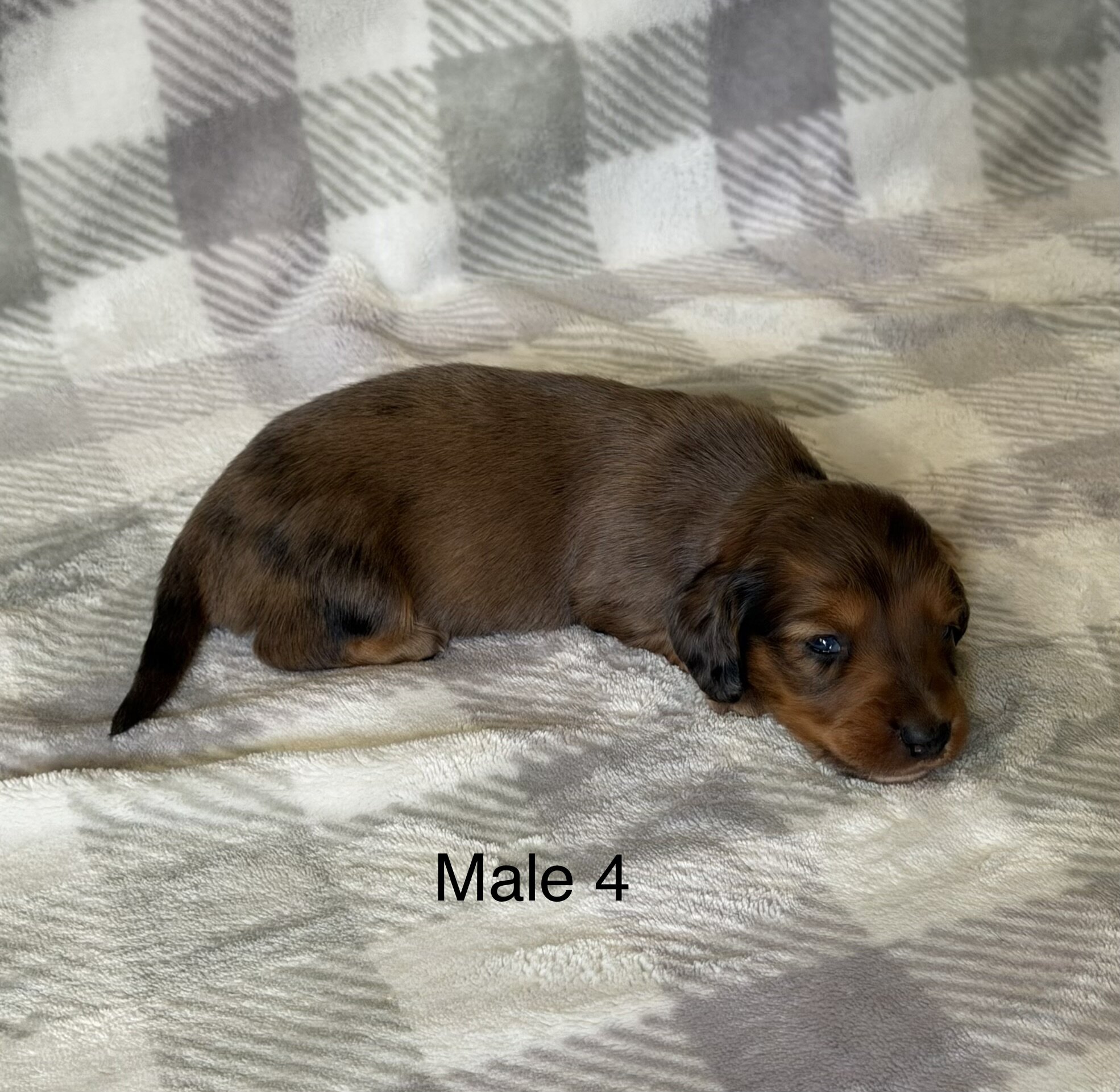 mini dachshunds image 1