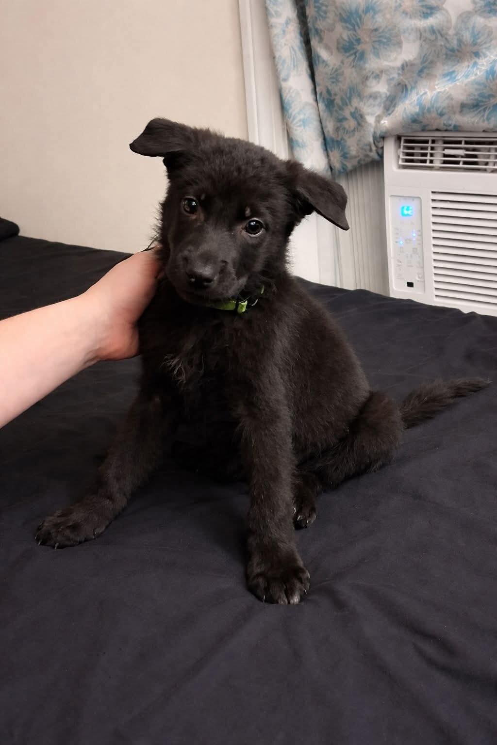 German Shepherd puppies ♡ image 10