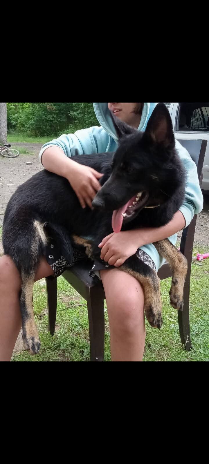 German Shepherd puppies ♡ image 1