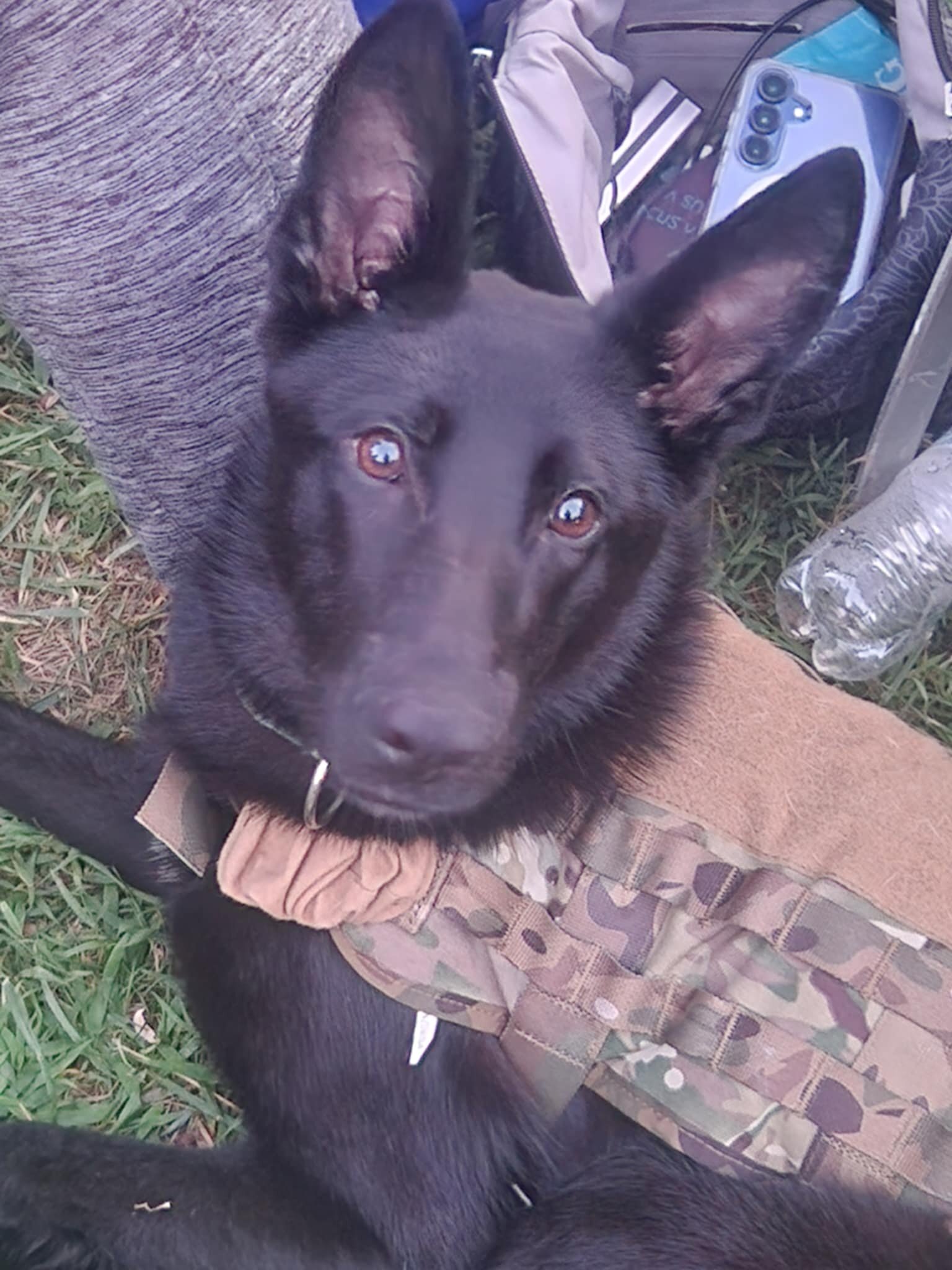 German Shepherd puppies ♡ image 5