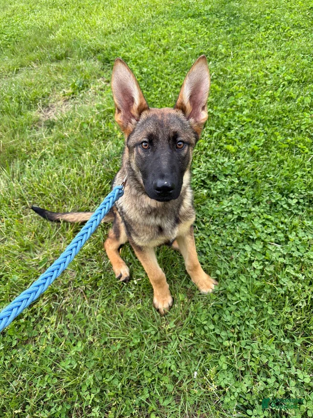 German Shepherd puppies ♡ image 7