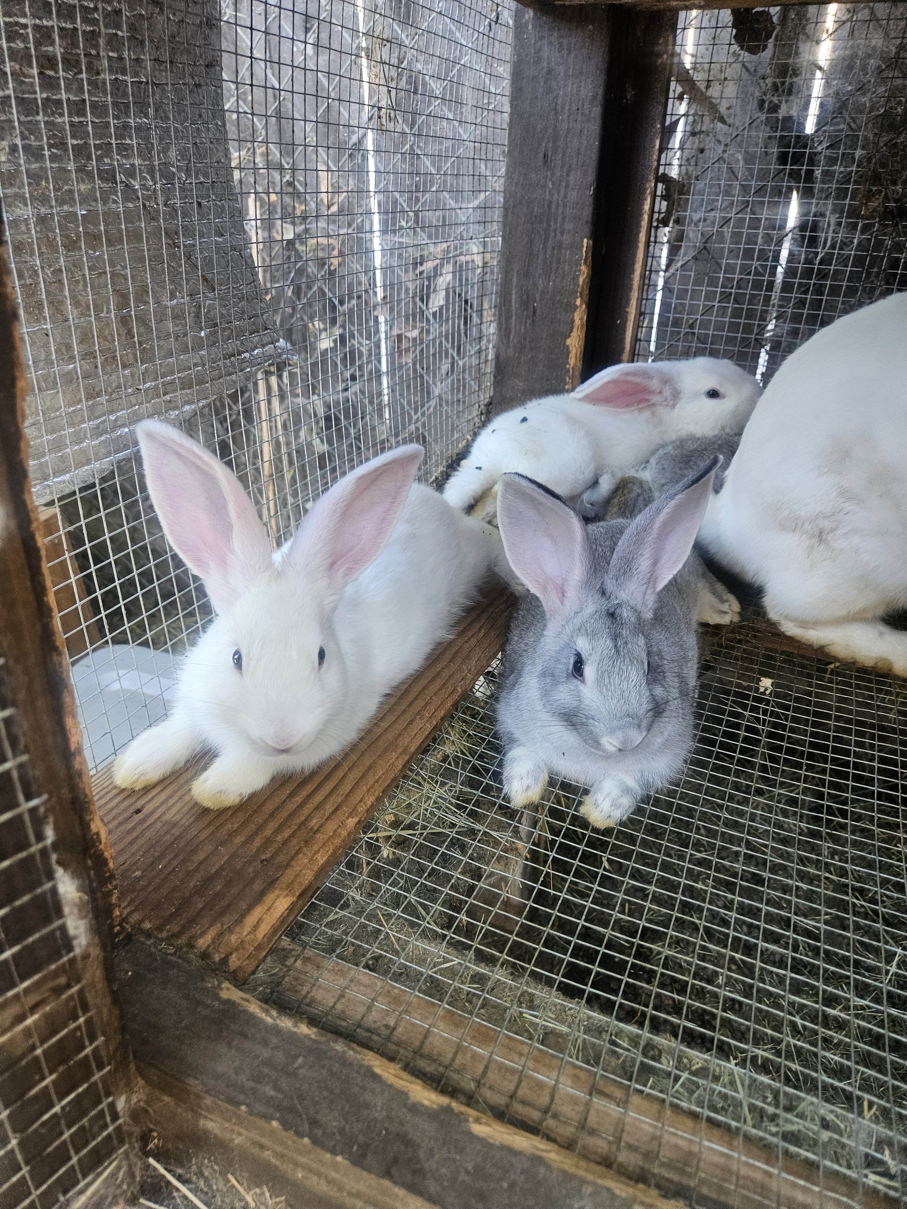 rabbits image 1
