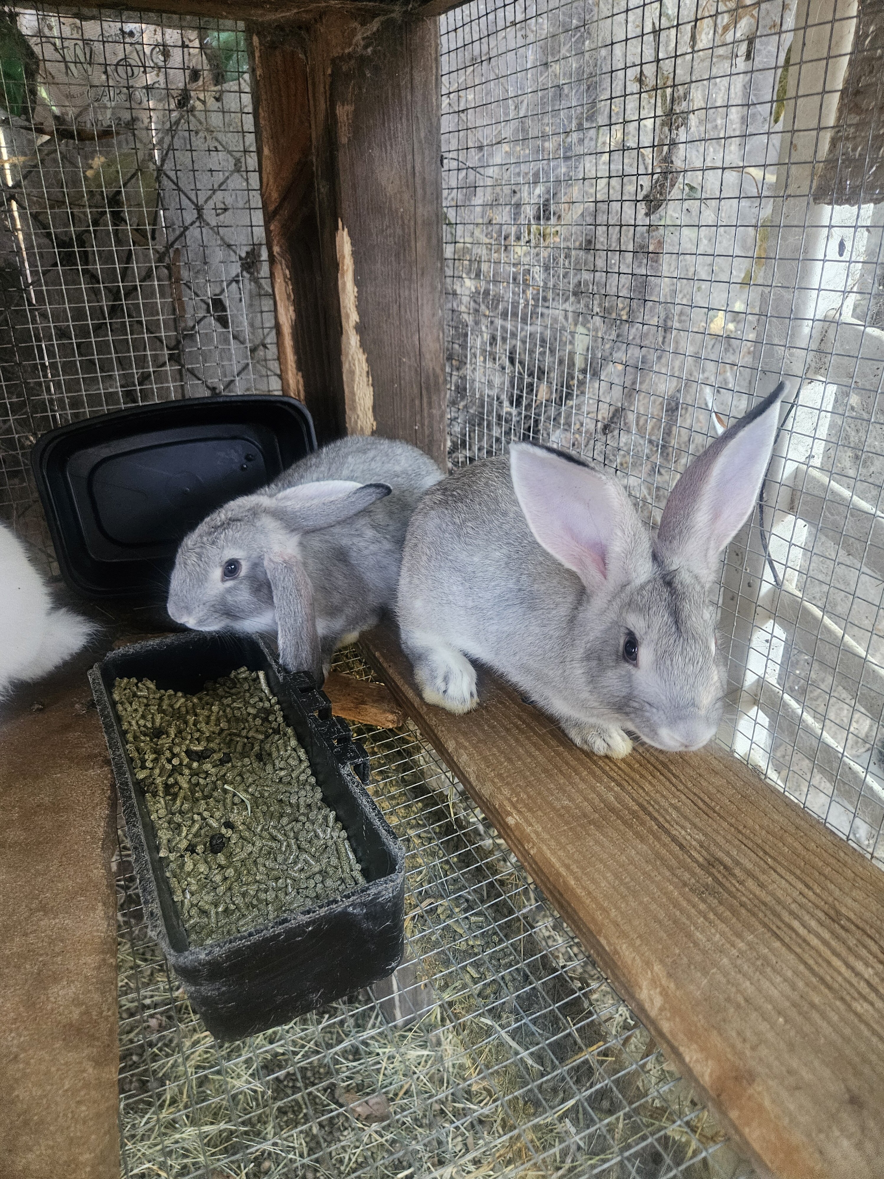 rabbits image 2