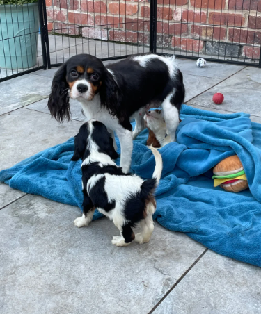 Stunning king cavalier spanel pups looking for new image 6