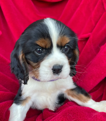 Stunning king cavalier spanel pups looking for new image 7