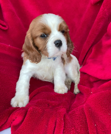 Stunning king cavalier spanel pups looking for new image 8