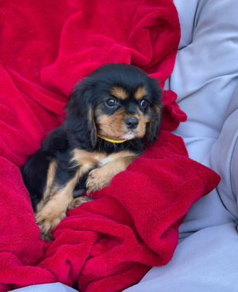 Stunning king cavalier spanel pups looking for new image 9