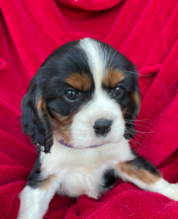 Stunning king cavalier spanel pups looking for new image 1