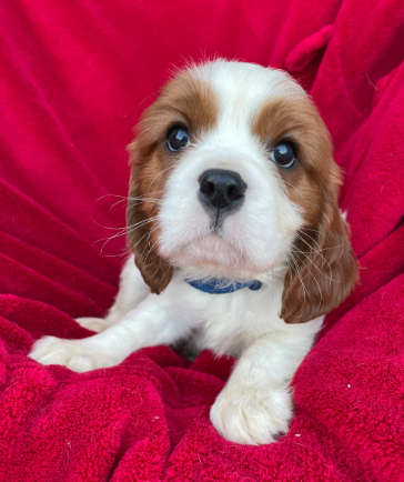 Stunning king cavalier spanel pups looking for new image 2