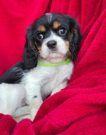 Stunning king cavalier spanel pups looking for new image 3