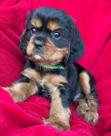 Stunning king cavalier spanel pups looking for new image 4