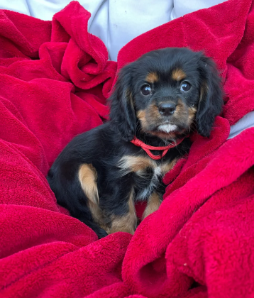 Stunning king cavalier spanel pups looking for new image 5