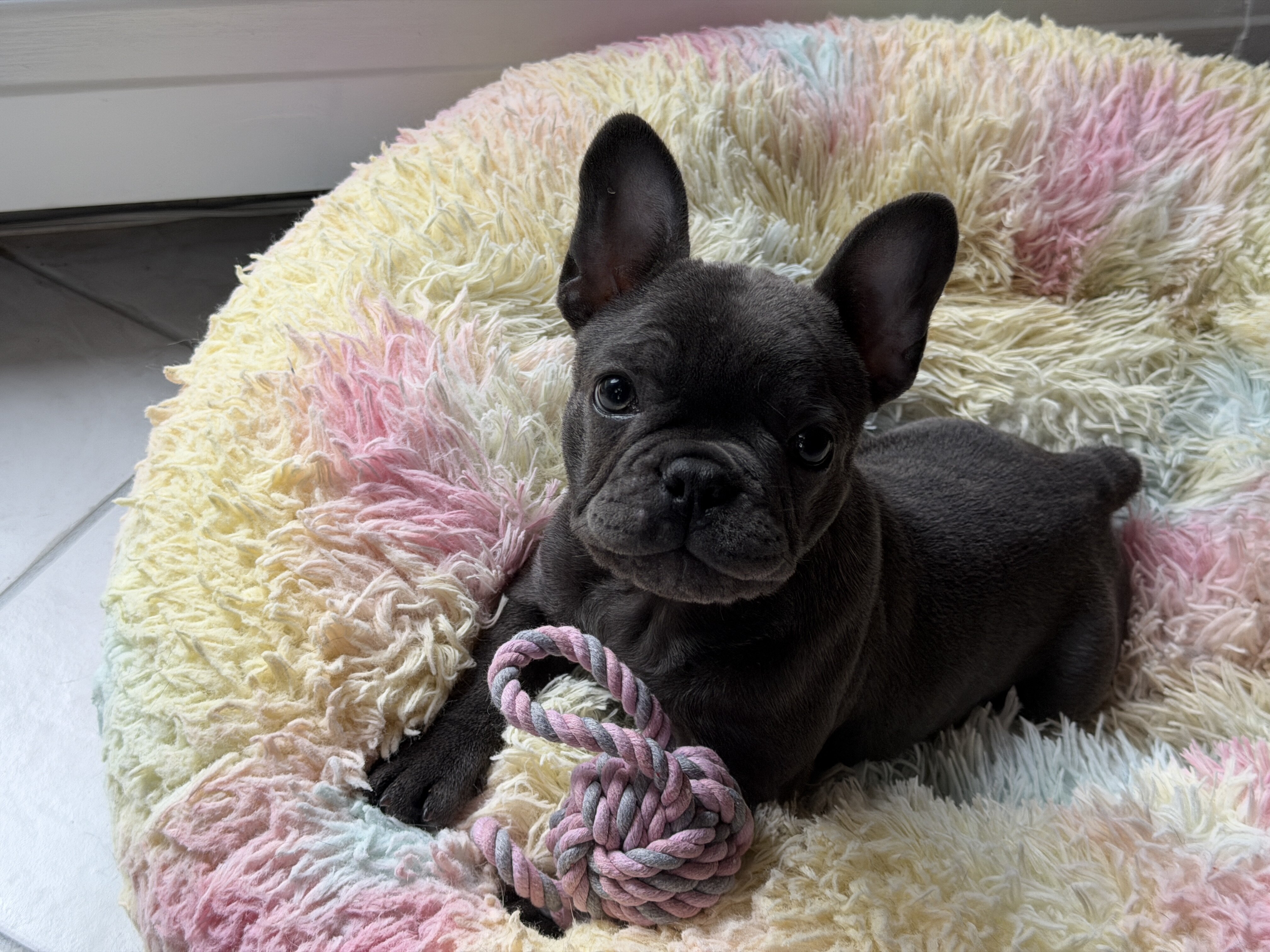 French Bulldog image 1