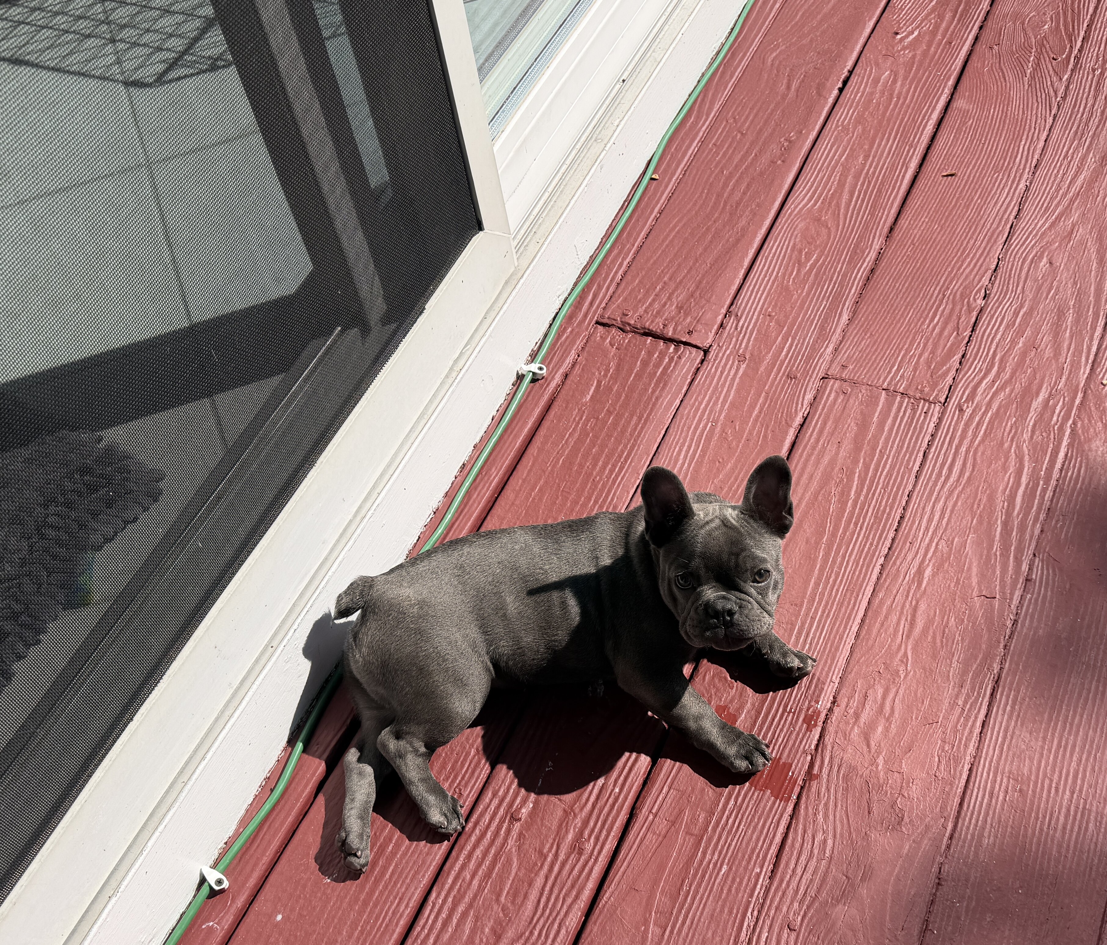 French Bulldog image 2