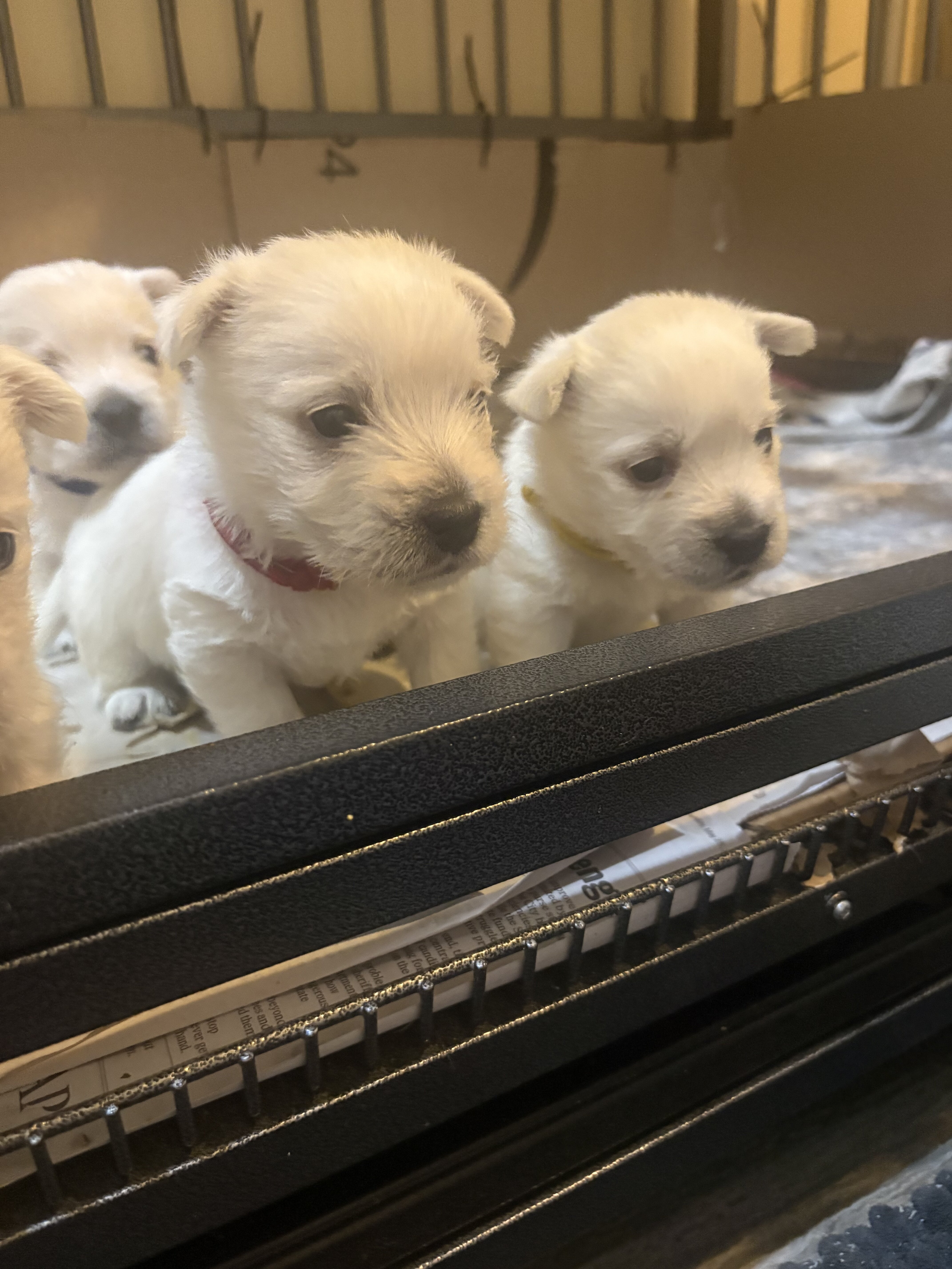 Westie puppies image 4