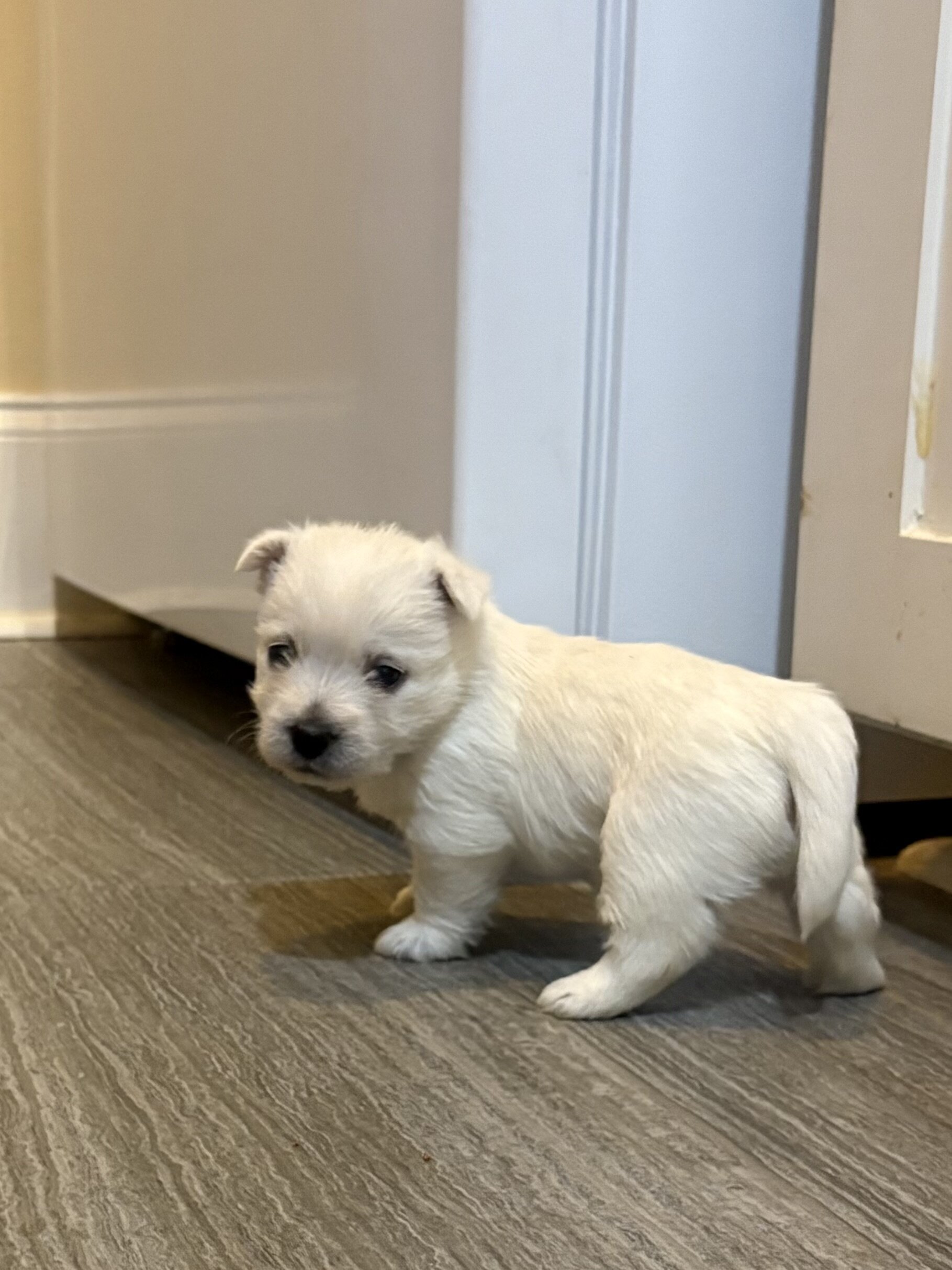 Westie puppies image 1