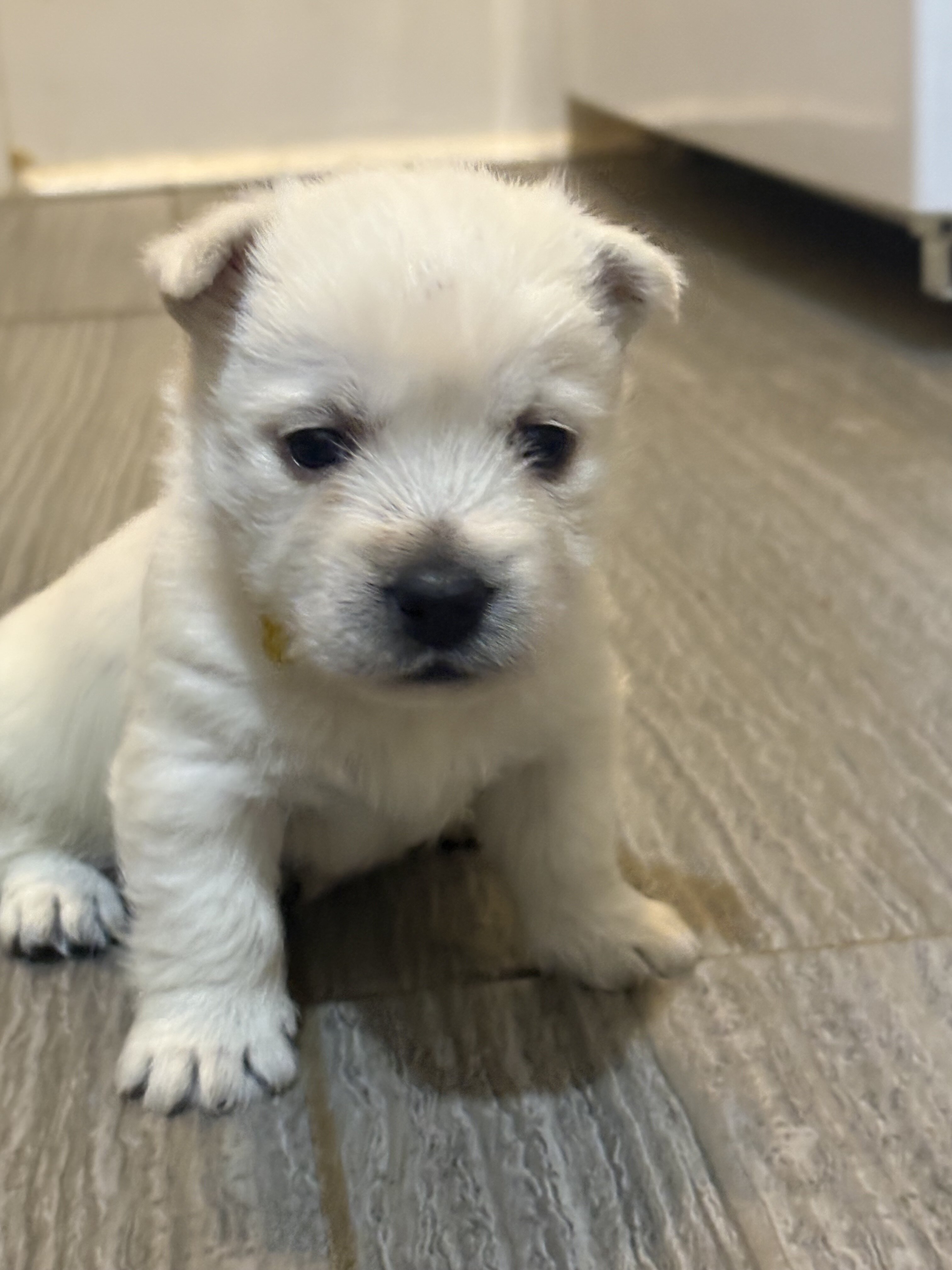 Westie puppies image 2