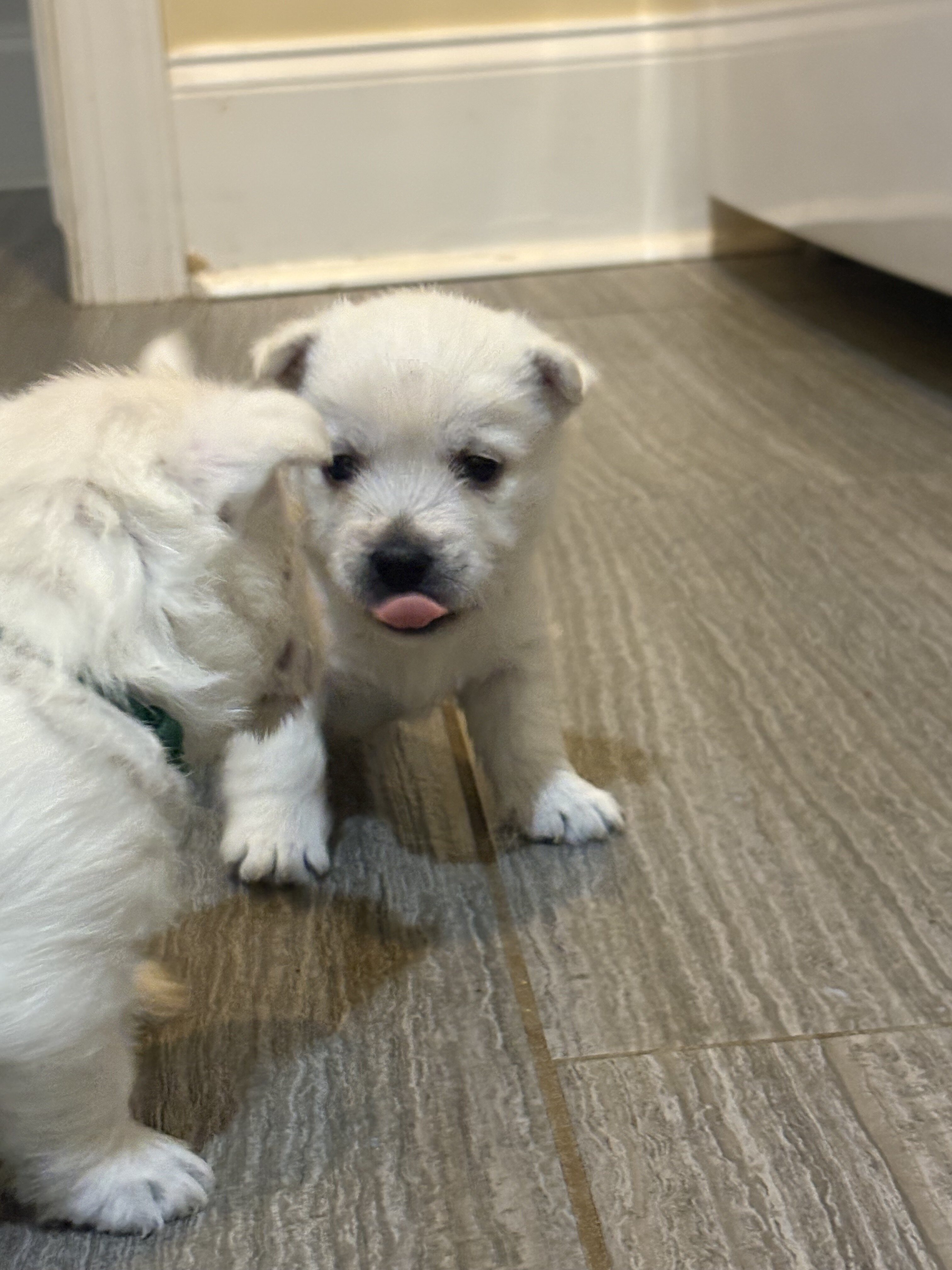 Westie puppies image 3