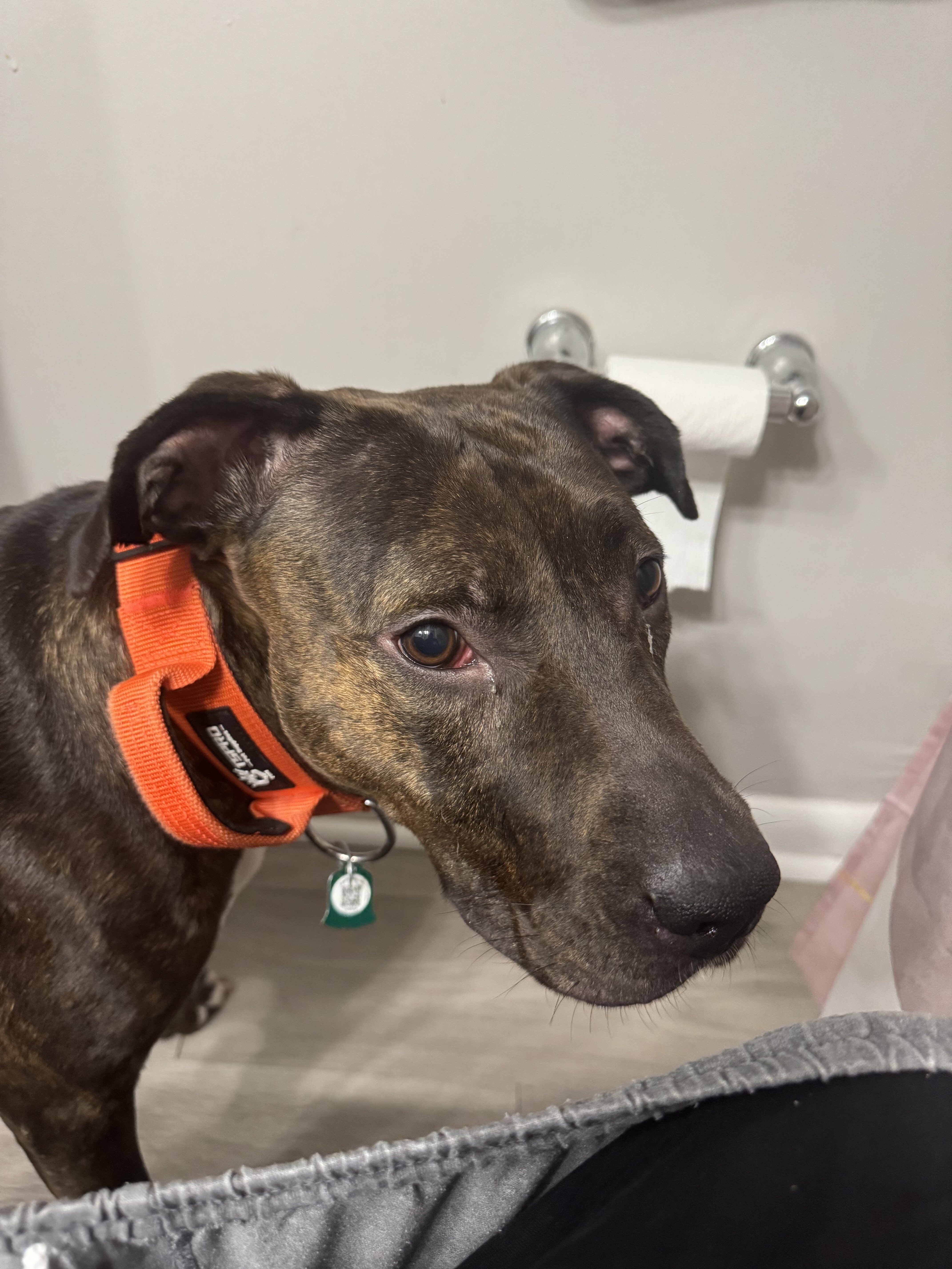 Pitbull Mix image 2