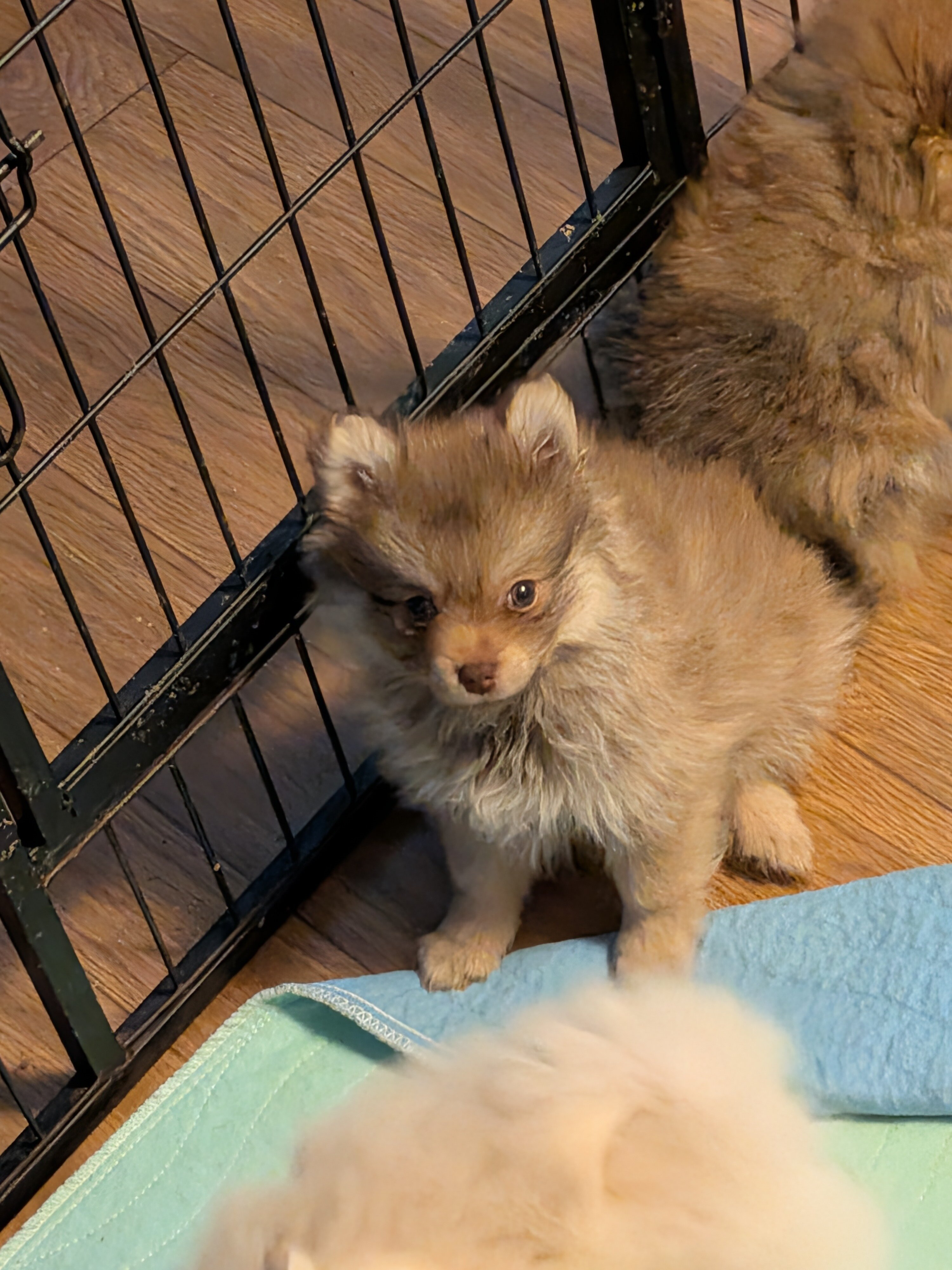 Pomeranian puppies image 3