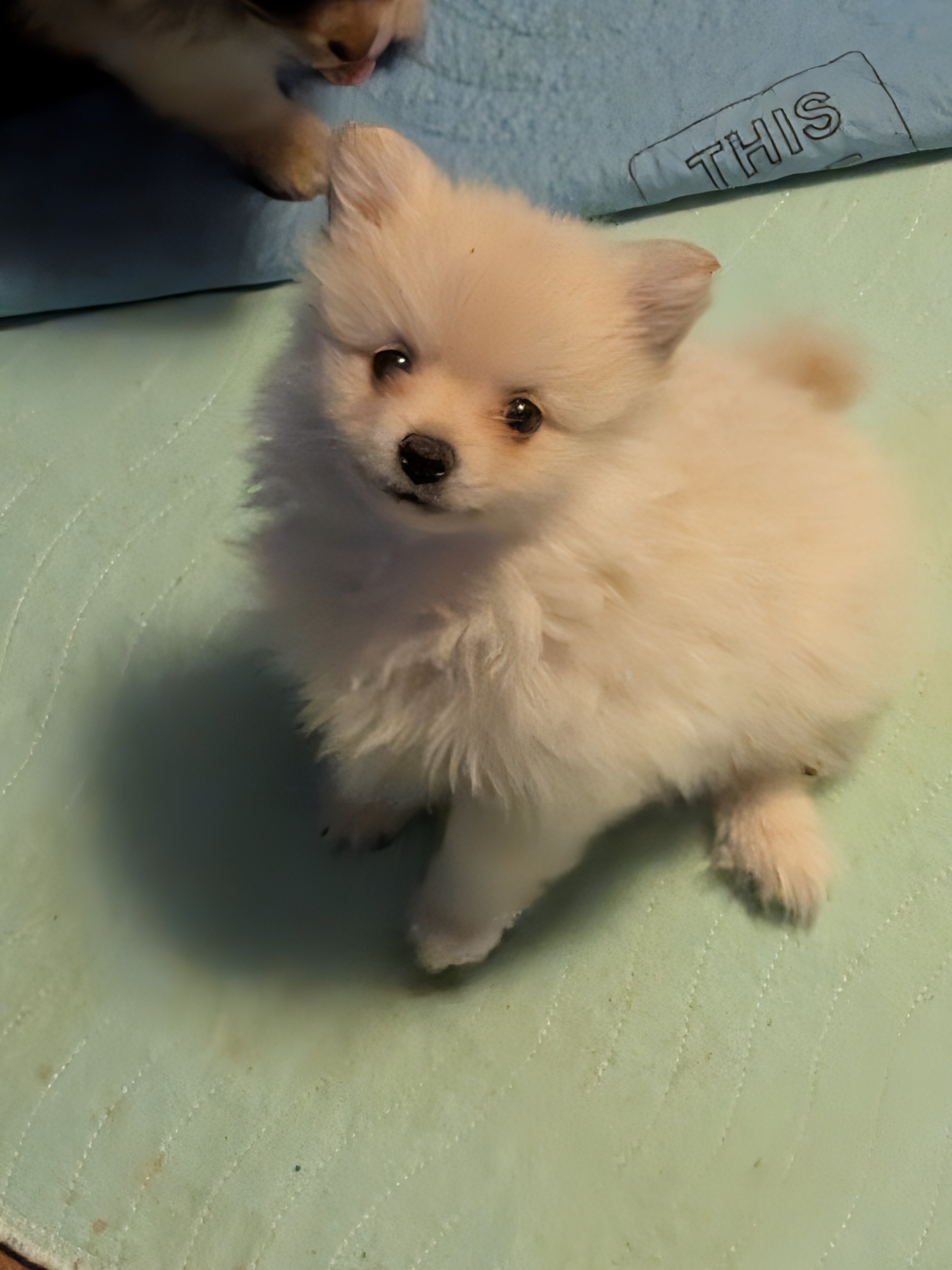 Pomeranian puppies image 2