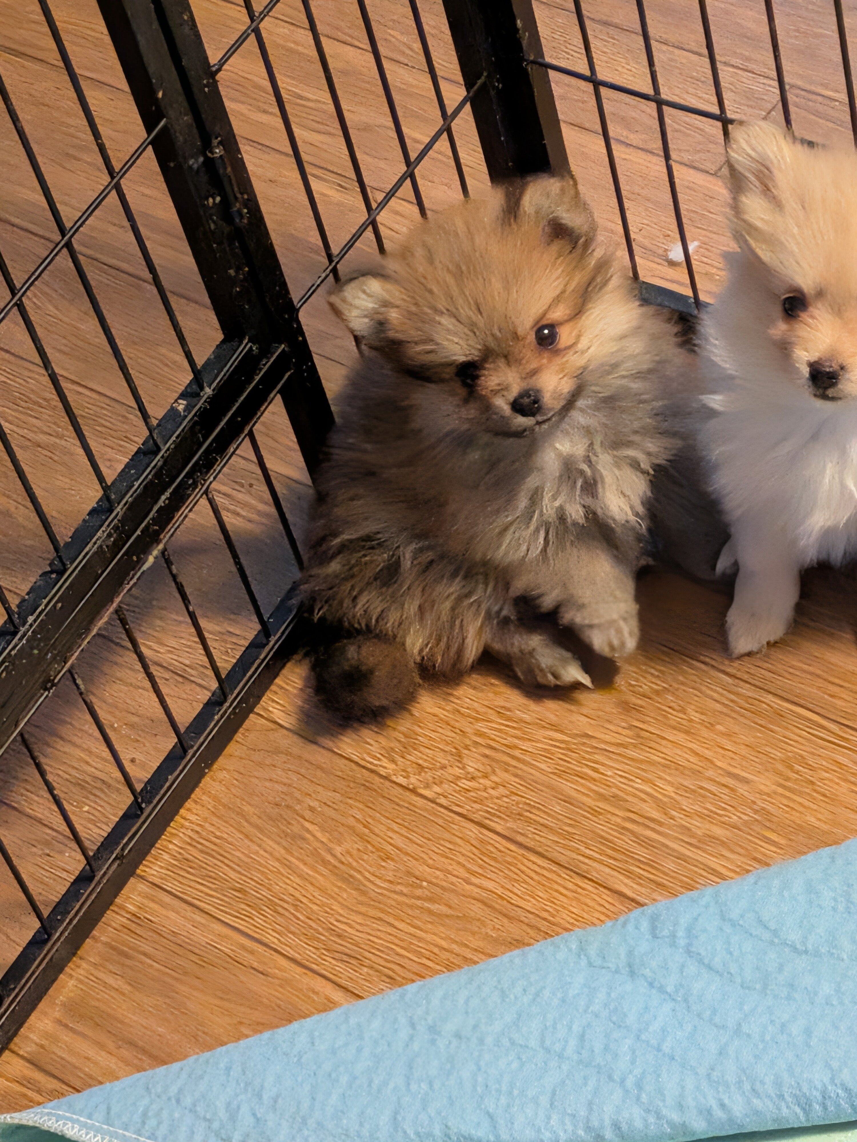Pomeranian puppies image 1