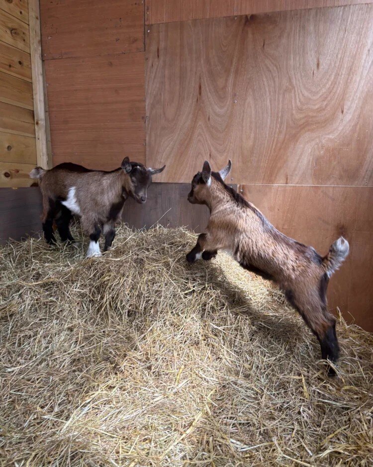 Two Nigerian Dwarf Goat Kids – Healthy & Friendly image 1