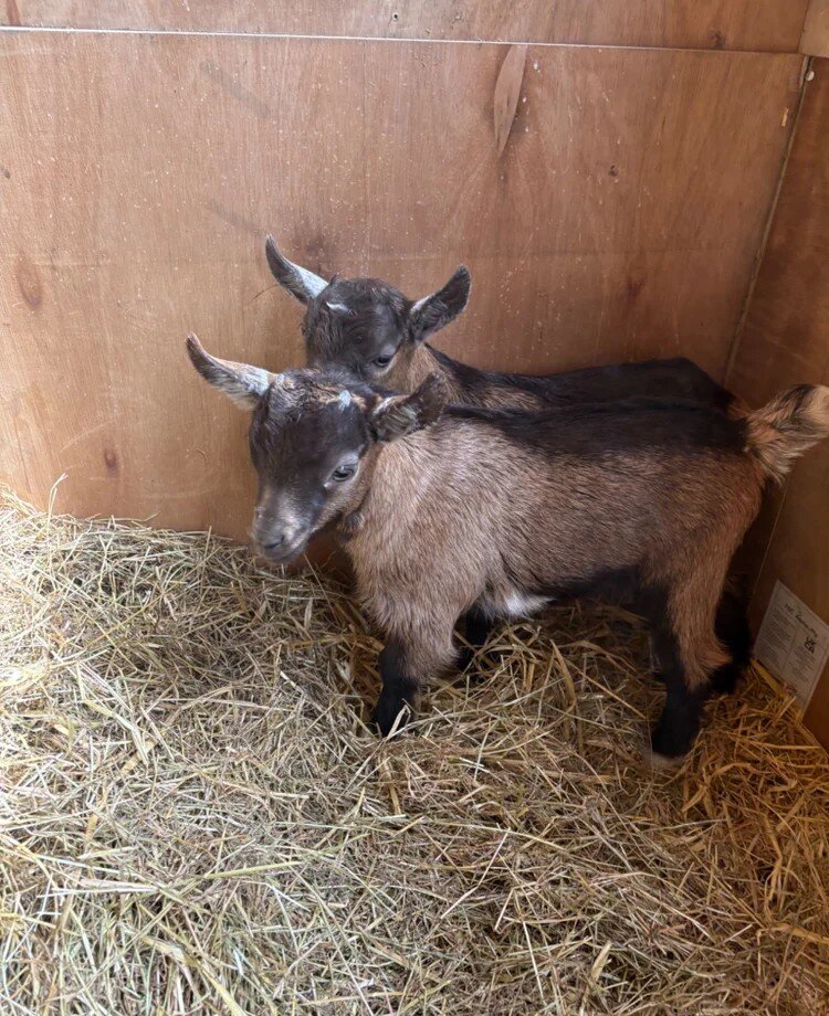 Two Nigerian Dwarf Goat Kids – Healthy & Friendly image 4