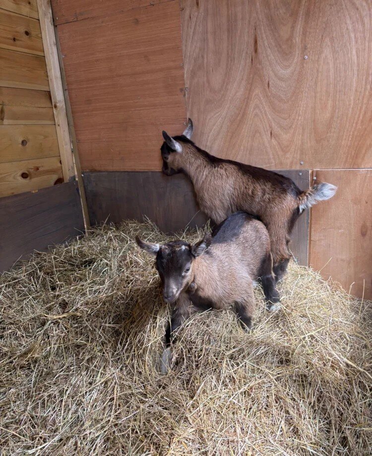 Two Nigerian Dwarf Goat Kids – Healthy & Friendly image 2