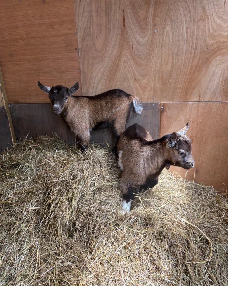 Two Nigerian Dwarf Goat Kids – Healthy & Friendly image 3