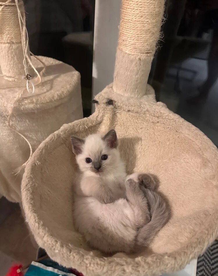 Adorable Blue Point Ragdoll Kitten image 1