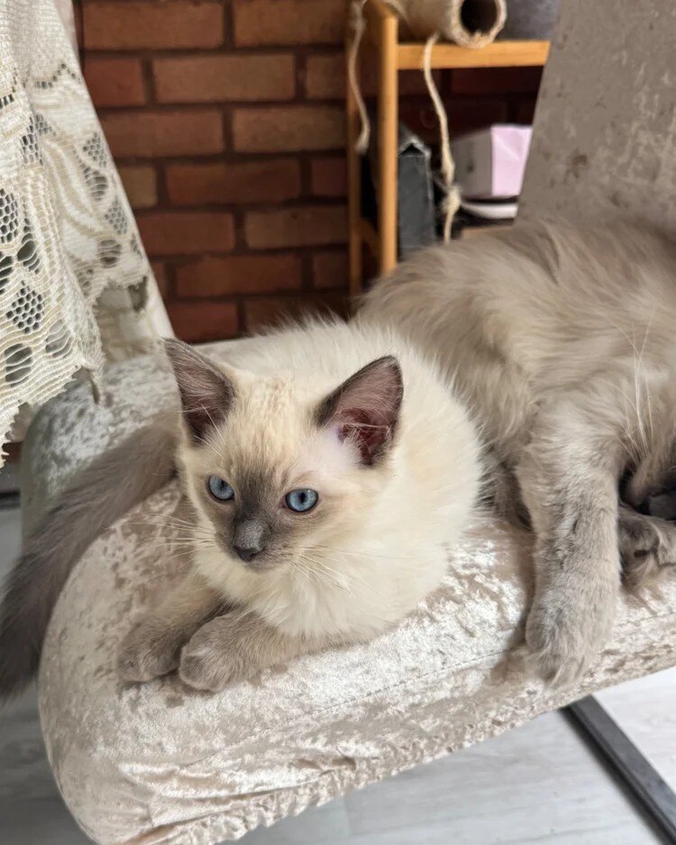 Adorable Blue Point Ragdoll Kitten image 3