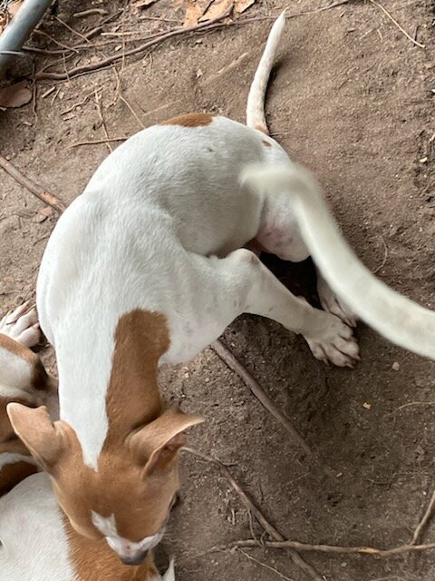 Red and white Dalmatian image 3