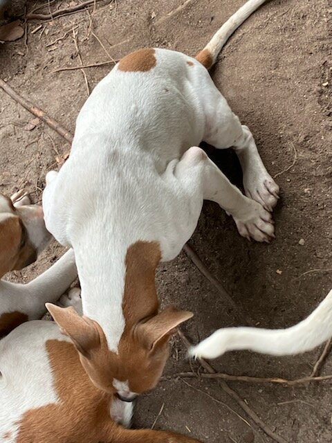 Red and white Dalmatian image 1