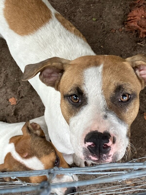 Red and white Dalmatian image 6