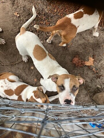 Red and white Dalmatian image 5
