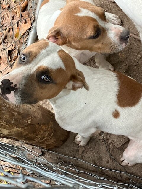 Red and white Dalmatian image 7