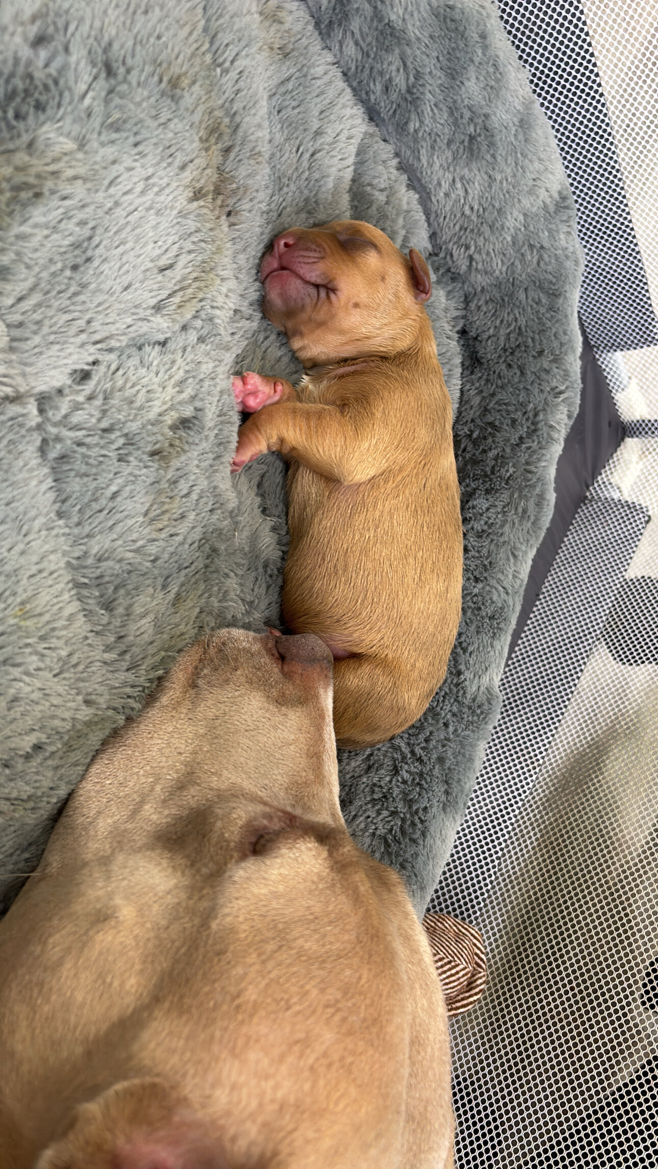 Pitbull Yellow Lab Puppies image 4