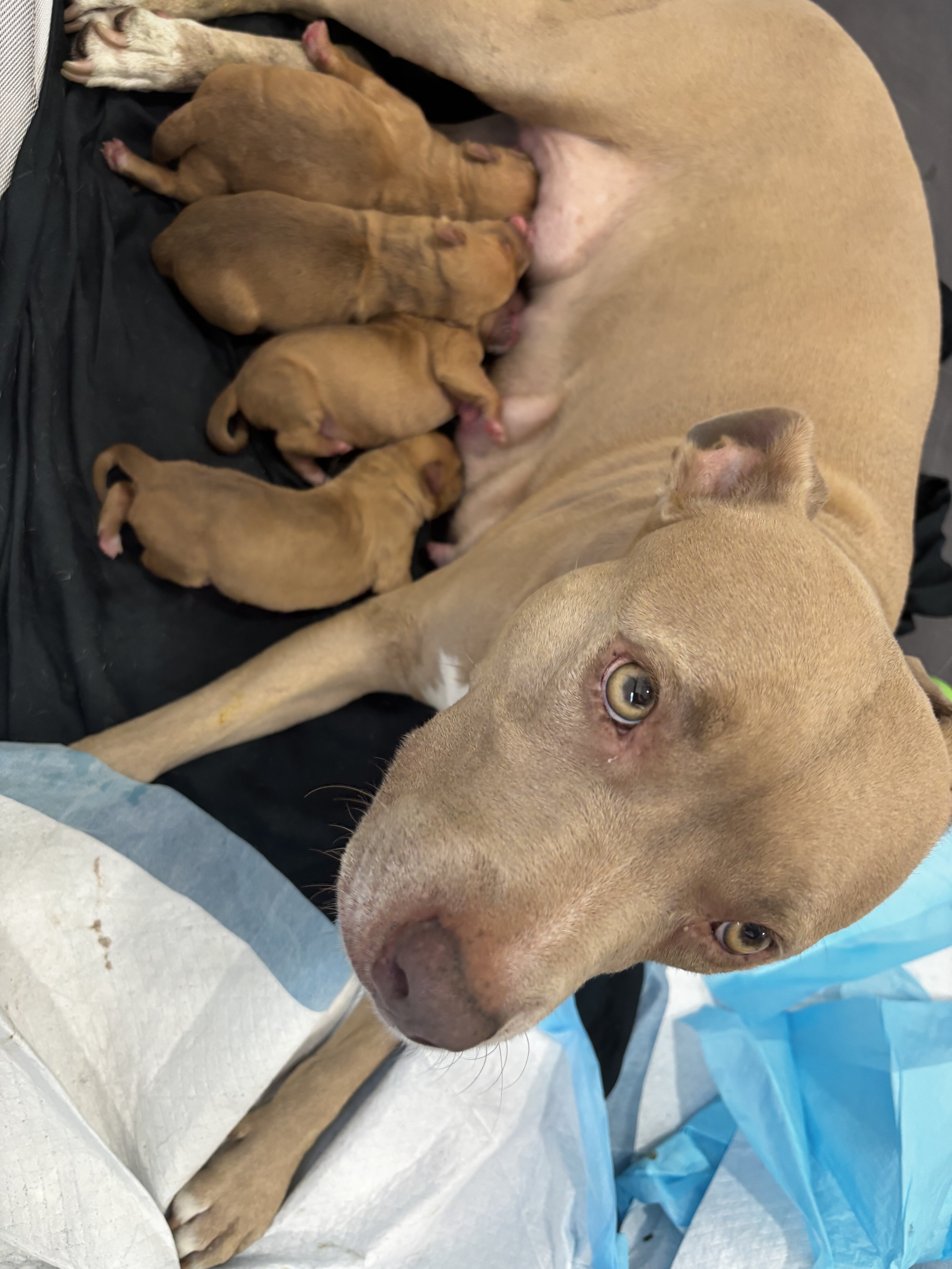 Pitbull Yellow Lab Puppies image 1