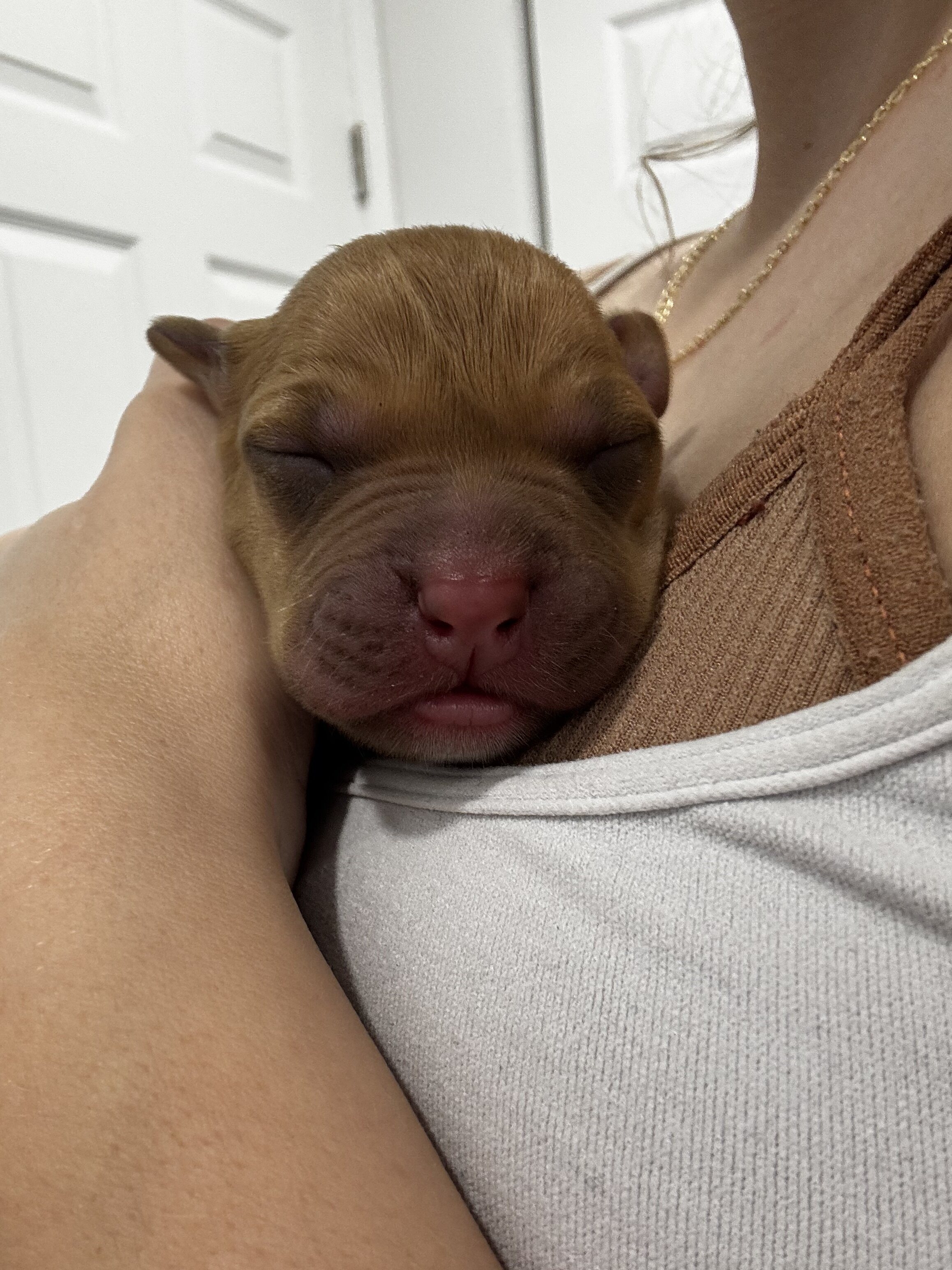 Pitbull Yellow Lab Puppies image 2