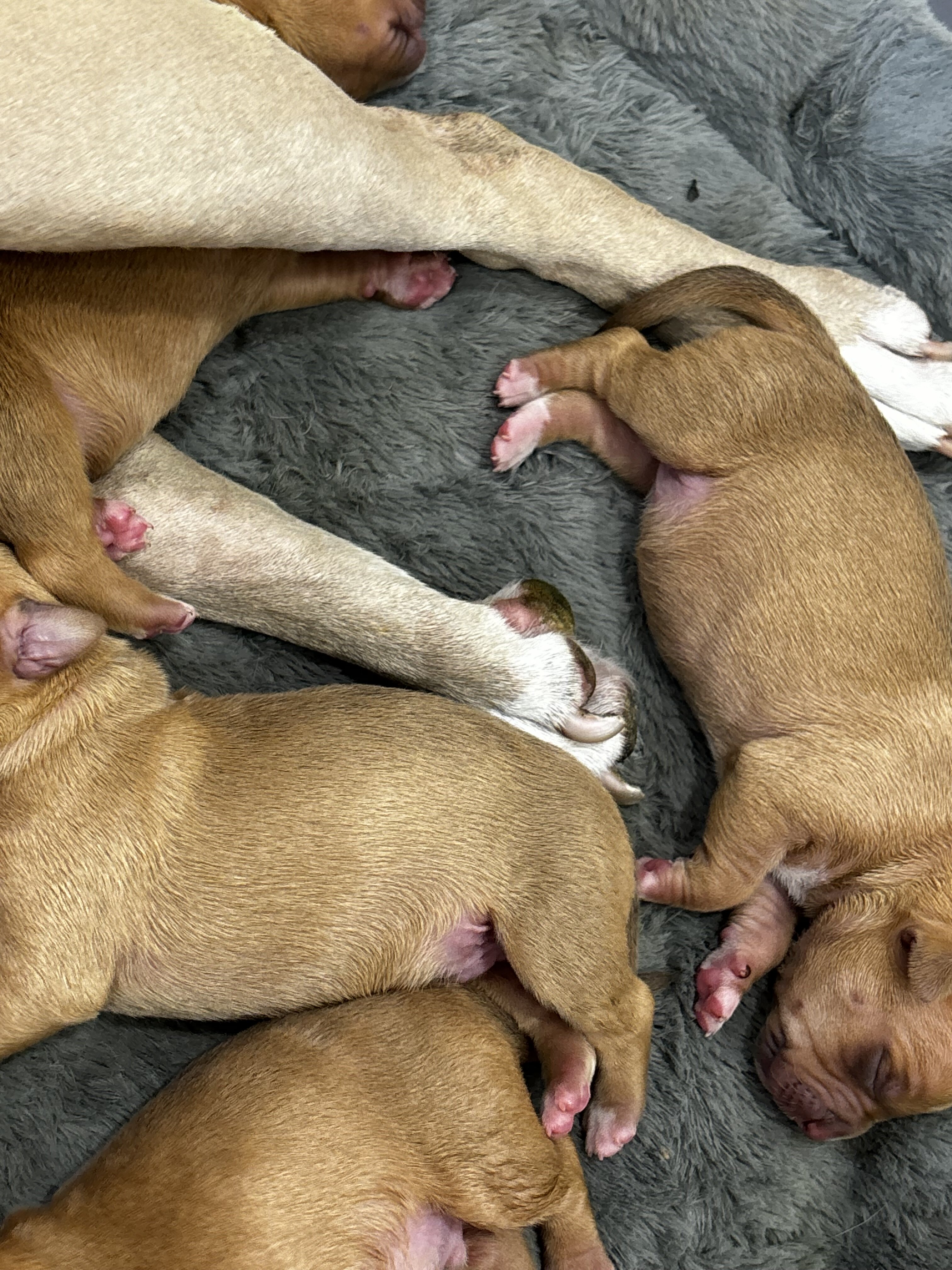 Pitbull Yellow Lab Puppies image 3