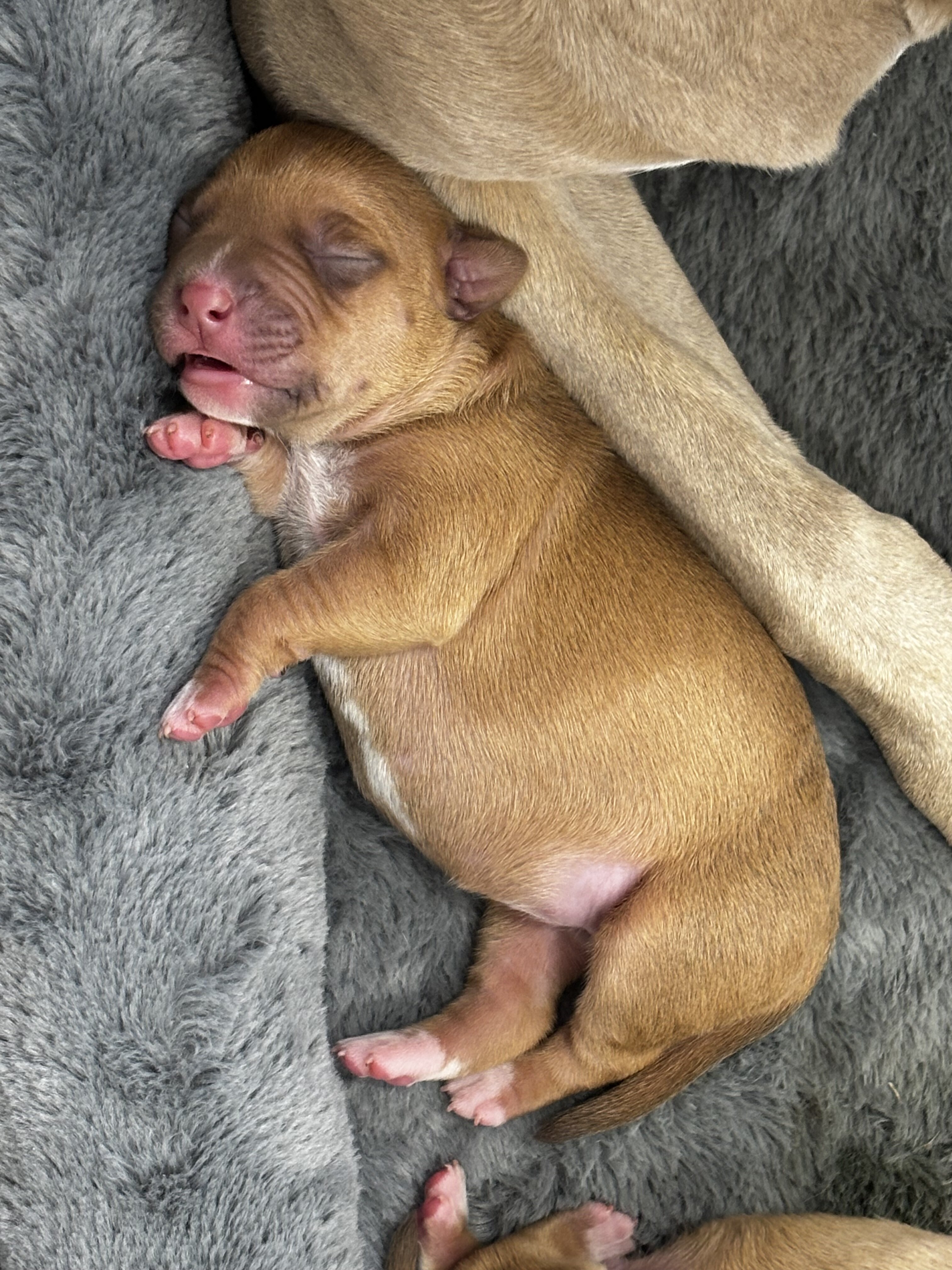 Pitbull Yellow Lab Puppies image 5